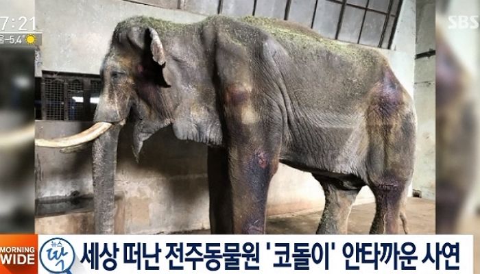 한평생 콘크리트 우리에 갇혀 살던 전주동물원 코끼리 ‘코돌이’가 세상을 떠났다