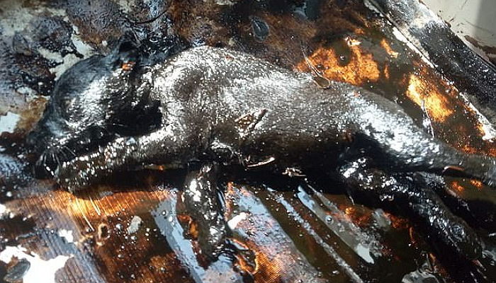 “길에서 꼬물대던 타르 덩어리가 알고 보니 7마리 새끼 강아지였습니다”