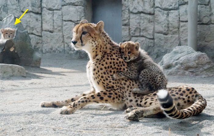엄마 등에 찰싹 붙어 예쁨 독차지한 동생 바라보는 아기 치타의 현실 표정