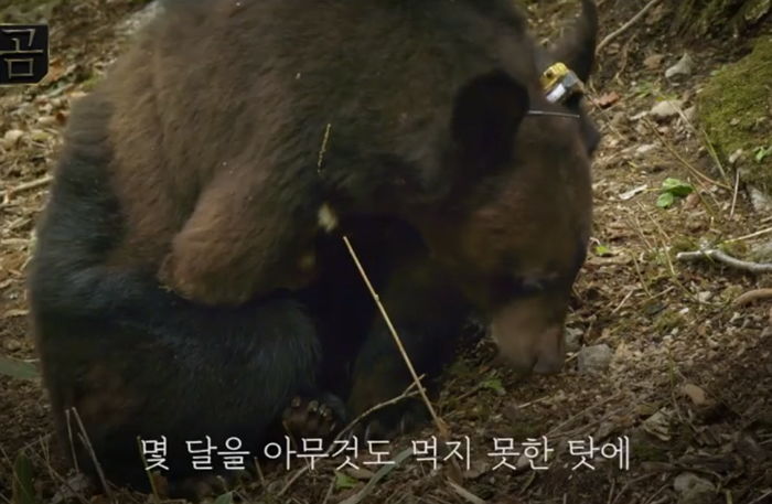 ‘앞발’ 없어 벌 수백 마리에 공격당하면서도 아기들 위해 포기하지 않는 엄마 곰