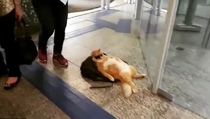 “내 이럴줄 알았지”…은행 앞에서 닝겐 기다리다 지친 고양이 현실 반응