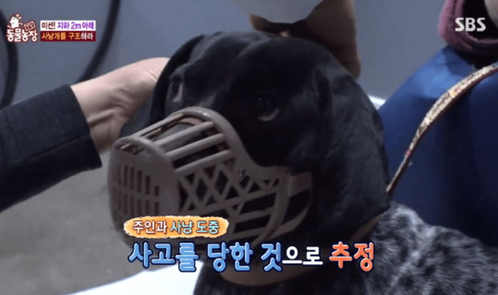 사냥 돕다 온몸에 총알 박혀 눈물 흘리는 강아지 버리고 혼자 가버린 사냥꾼