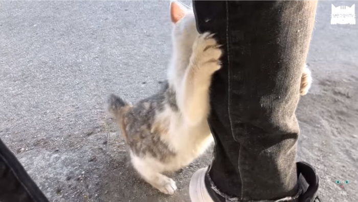 밥 주다 가려고 하니 가지 말라고 ‘폭풍 애교’부리는 아기고양이