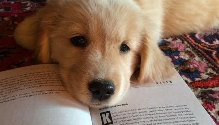 ‘순둥순둥’한 줄만 알았는데 의외로 ‘개똑똑’한 견종 TOP 6