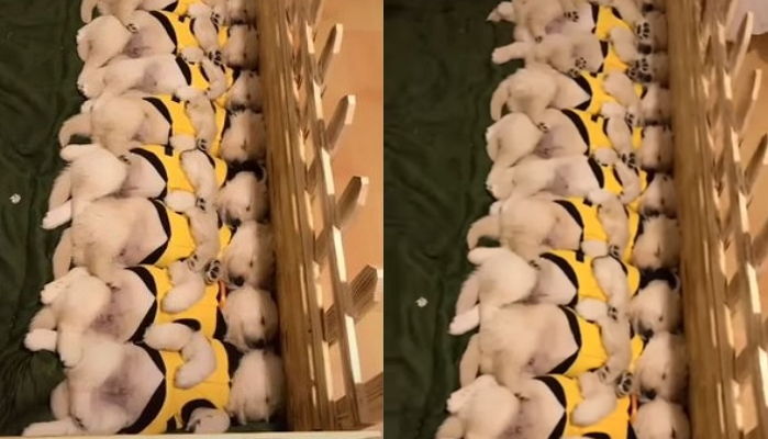 “밥먹자!!” 주인 한 마디에 ‘꿀잠’ 자다 벌떡 일어나 고개 돌린 11마리 꼬물이들