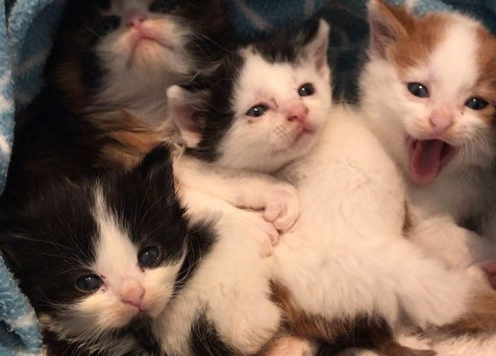 쓰레기통에서도 ‘꽃미모’ 발산해 구조 대원 ‘심쿵’하게 한 아기 고양이 4형제