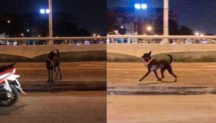 주인이 ‘목줄’ 놓고 가버리자 입에 다시 물고 전속력으로 쫓아간 강아지