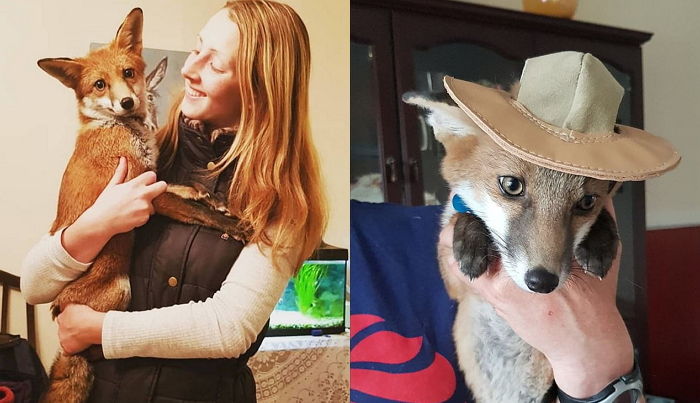 주인집 강아지 오빠들 매력에 푹 빠져 진짜 정체성(?) 잃은 야생 여우