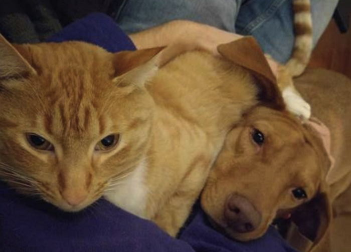 주인 회사 가면 몰래 꽁냥꽁냥 ‘비밀 연애’하는 강아지X고양이 커플 인사이트