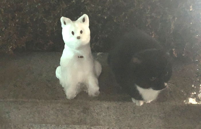 “‘눈’으로 만든 고양이 보고 친구인줄 알고 곁 떠날 줄 모르는 멍충이를 신고합니다”