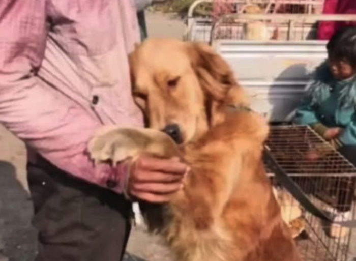 개시장서 ‘운명’을 직감한 강아지는 주인 품에 안겨 ‘애교’를 부리기 시작했다