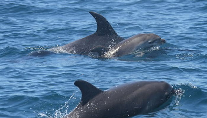 사산한 아기 버리고 갈 수 없어 일주일간 등에 업고 다닌 ‘어미’ 돌고래