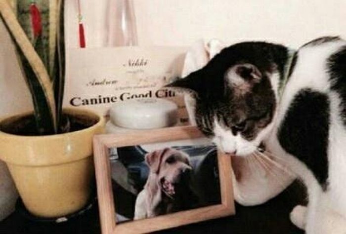 ‘무지개다리’ 건넌 친구 그리워 사진에 얼굴 비비며 ‘눈물’ 흘리는 고양이