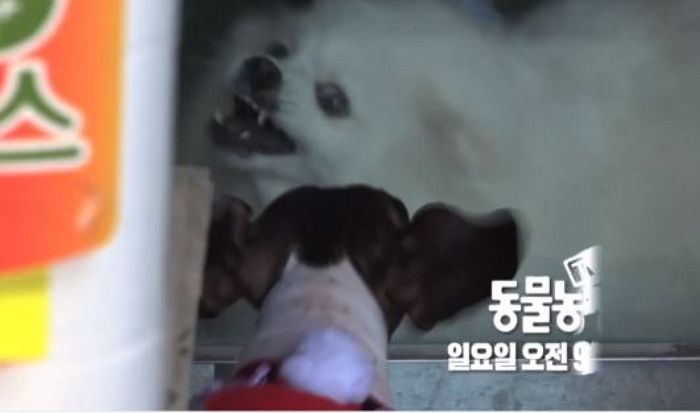 자신도 멍멍이면서 ‘개 극혐’하는 강아지