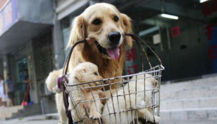 주인이 시장에 내다 파려는 자식들 지키려 바구니째로 들고 도망친 어미개