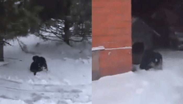 추위에 덜덜 떠는 ‘길냥이’ 자신의 보금자리로 데려가 몸 녹여준 강아지