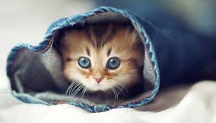 집에 돌아온 집사 피로 싹 풀리게 하는 ‘개냥이’ 매력 포인트 5