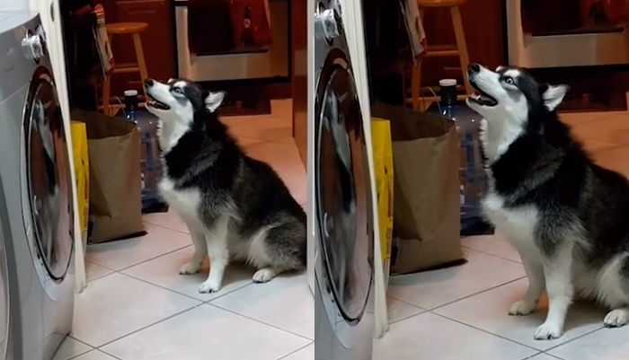 세탁기에 갇힌 최애 장난감 바라보며 나라 잃은 듯 오열하는 허스키