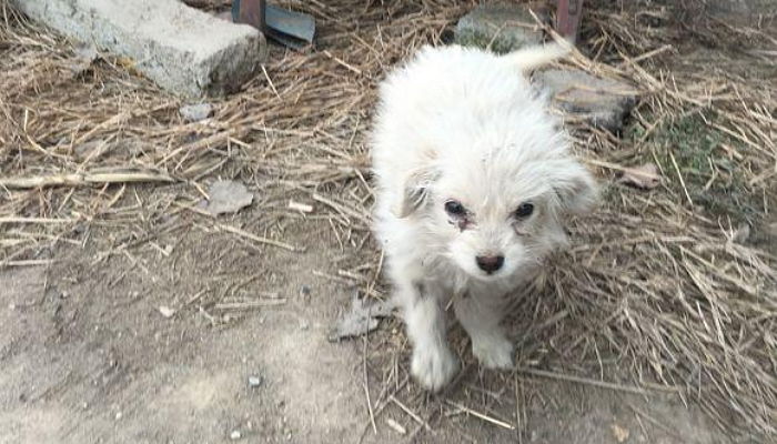 ‘빵조각’ 나눠준 여성 3km 뒤쫓아 가 ‘셀프 입양’ 성공한 유기견