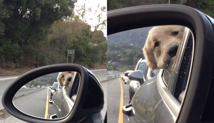 명절에 눈치게임 ‘실패’한 아빠를 바라보는 댕댕이 현실 표정