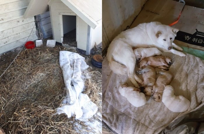 버림받은지 모르고 새끼 6마리 낳은 후 주인 오기만 기다린 ‘백구’ 덕선이