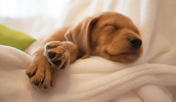 “타닥타닥 발소리 듣기 싫다”며 강아지 발톱 혈관까지 잘라버리는 견주들