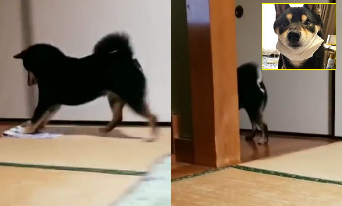 먼지 한 톨도 참을 수 없어 1분 만에 바닥 닦아내는 ‘청소 덕후’ 시바