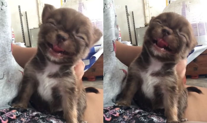 “앗 거기요 거기” 주인 쓰담쓰담 손길에 ‘털르가즘’ 온 댕댕이