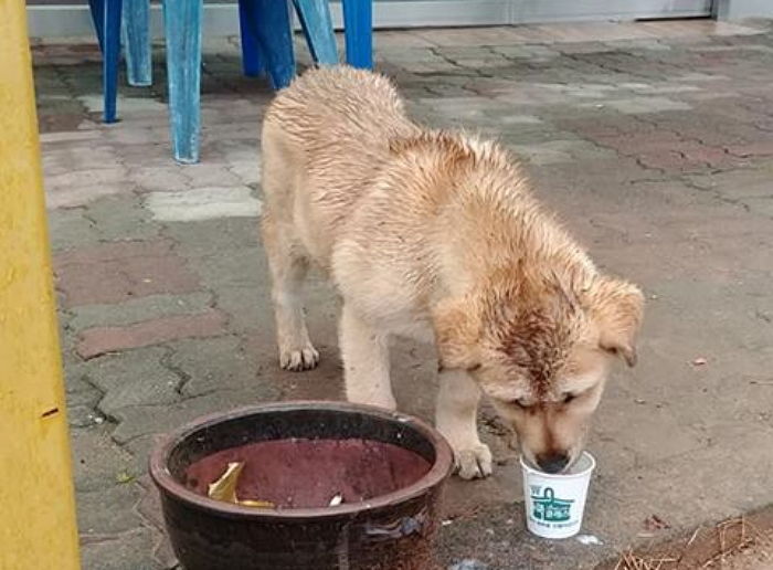 “비 맞고 덜덜 떨면서도 휴게소에서 자기 버린 주인만 기다리는 아기 강아지를 도와주세요”