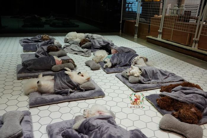 ‘꼬물꼬물’ 댕댕이 유치원의 ‘심쿵♥’ 유발 낮잠시간