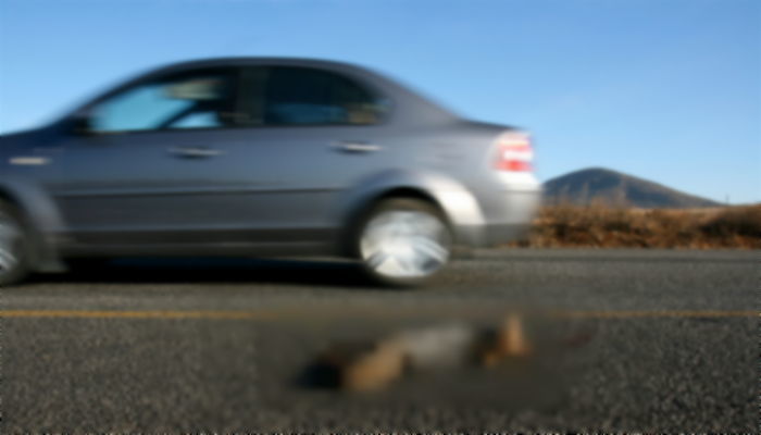 로드킬 당한 새끼 강아지 보고 “조금이라도 따뜻하게 가라”며 ‘담요’ 덮어준 행인