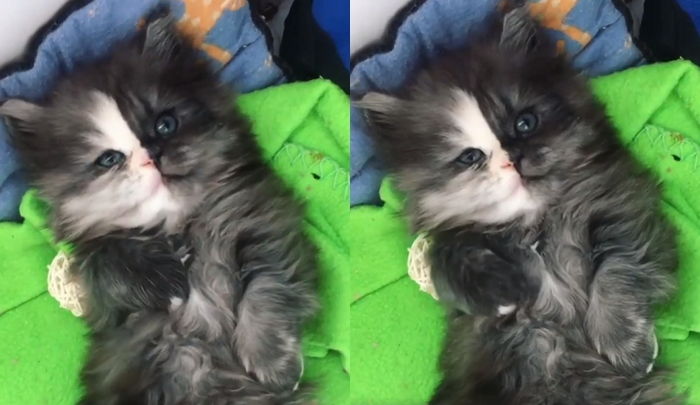 “예쁨+귀여움” 투 페이스 얼굴로 랜선 집사 심쿵 유발하는 아기 냥이