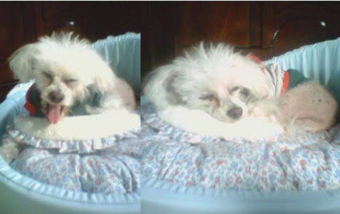 “견주라면 공감”...‘무지개다리’ 건넌 반려견 10년 넘게 그리워하며 동물 못 키우는 배성재