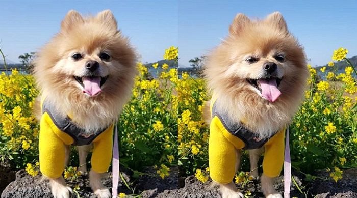 샛노란 유채꽃 활짝 펴 벌써부터 봄 향기 물씬나는 제주도 현상황