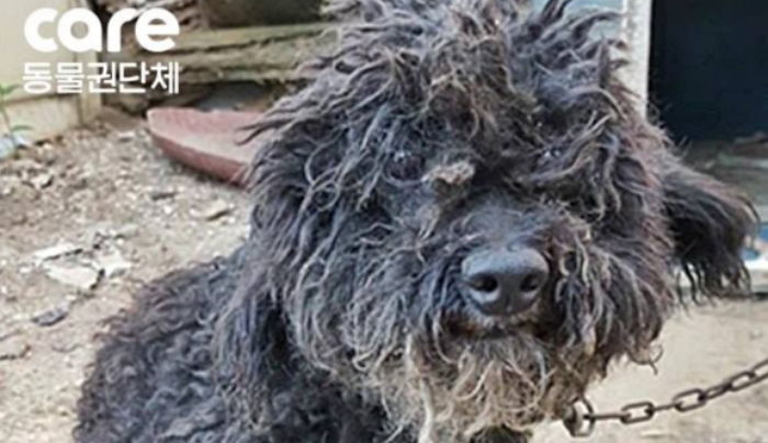 주인이 강물로 내던졌지만 ‘깜돌이’는 또다시 주인의 집으로 발걸음을 옮겼다