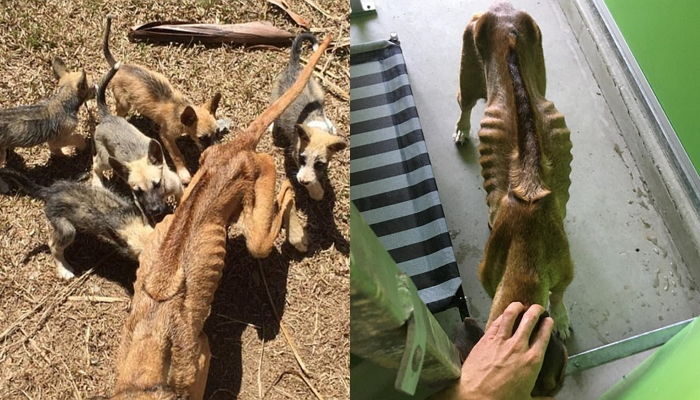 밥 못 먹고 갈비뼈 드러날 때까지 새끼들 젖 물린 엄마 강아지