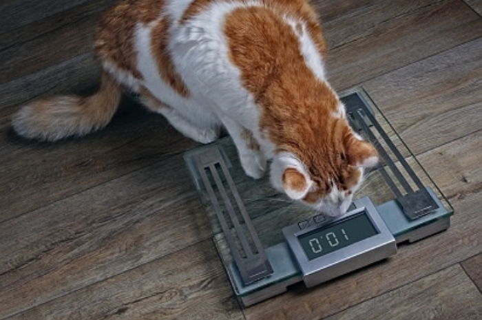 “우리 집 뚱냥이가 1kg 찌는 것은 집사가 ‘15kg’ 찌는 것과 똑같다”