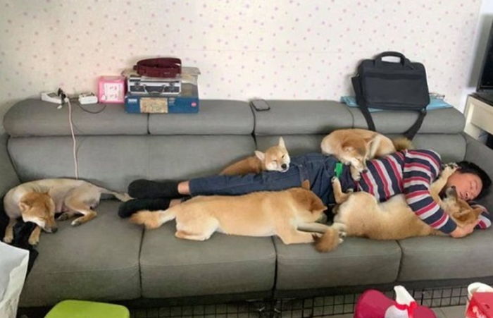 체력 절대 고갈 안 되는 ‘에너자이저’ 시바견 6마리 돌보다 뻗어버린 아빠