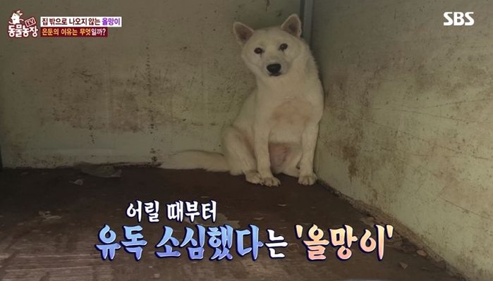 새끼들 분양 보낸 뒤 ‘우울증’ 걸려 ‘50일째’ 은둔생활하는 강아지