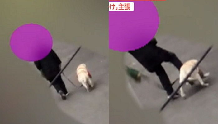 주인한테 걷어차여 다리 절뚝이면서도 버려질까 ‘종종걸음’으로 따라가는 강아지