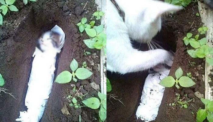 먼저 세상 떠난 새끼 직접 묻어주며 ‘마지막 길’ 배웅하는 어미 고양이