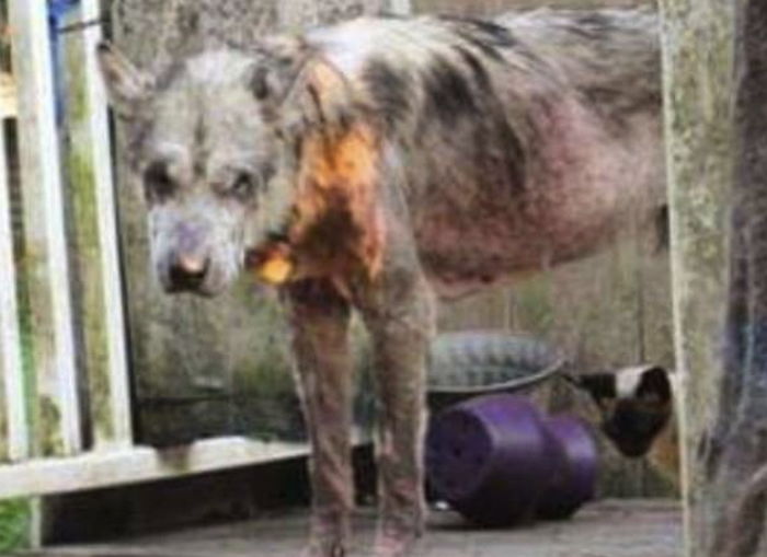 “강아지 공장서 삐쩍 말라 죽어가던 강아지가 대형견 말라뮤트였습니다”