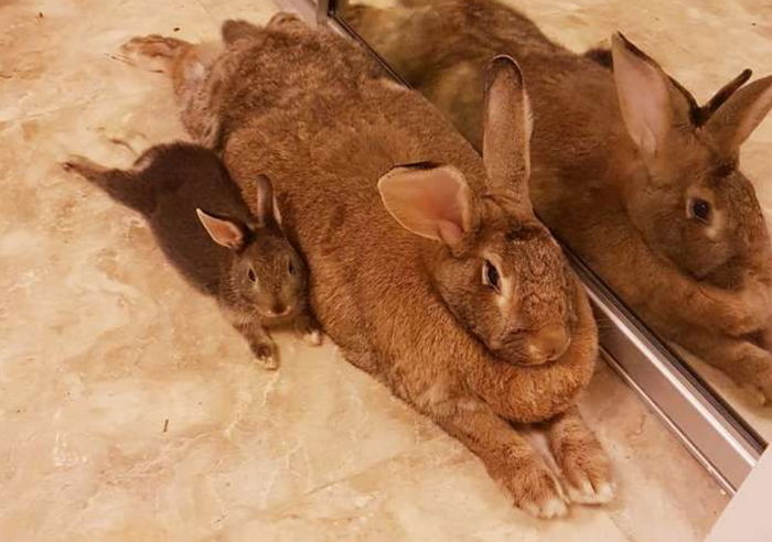 자신보다 ‘덩치 4배’ 큰 거대 여친 너무 좋아 껌딱지처럼 붙어 지내는 남친 토끼
