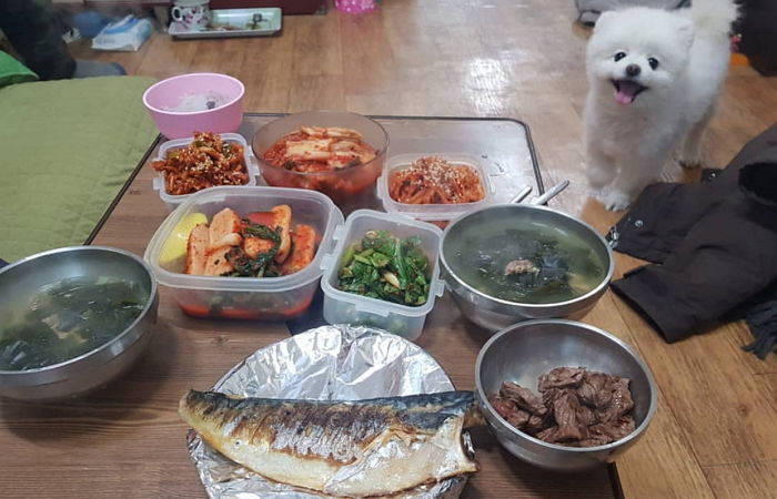 할머니한테 자기 사료 나눠주고 대신 소고기 뺏어먹은 ‘견달(?)’ 달리