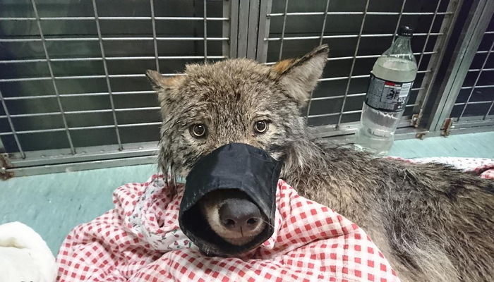 “얼음 물에 빠져 죽어가던 대형 댕댕이가 알고 보니 ‘맹수’ 늑대였습니다”