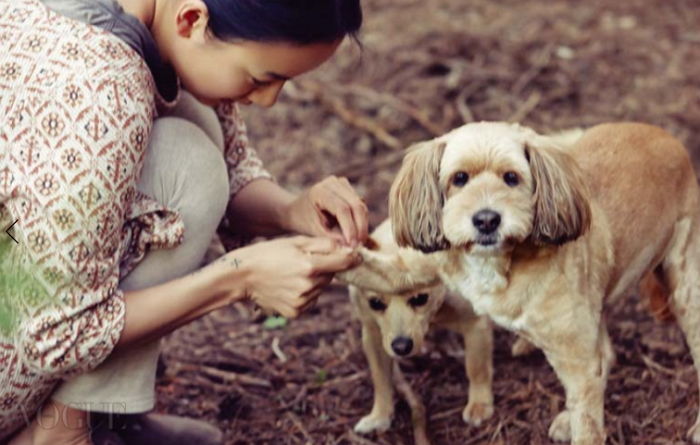 보호소 화재로 갈 곳 잃은 유기견 ‘10마리’ 넘게 입양 보낸 이효리