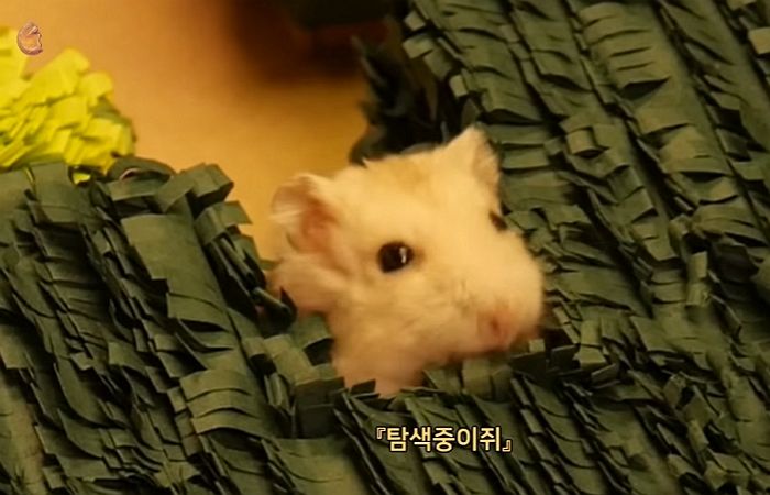 전용 목욕탕 받은 ‘쪼꼬미’ 반려 햄스터에게 ‘미로 정원’까지 만들어 바친 주인