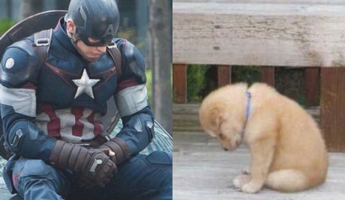 캡틴 아메리카 크리스 에반스가 전생에 ‘리트리버’였다는 빼박 증거 사진