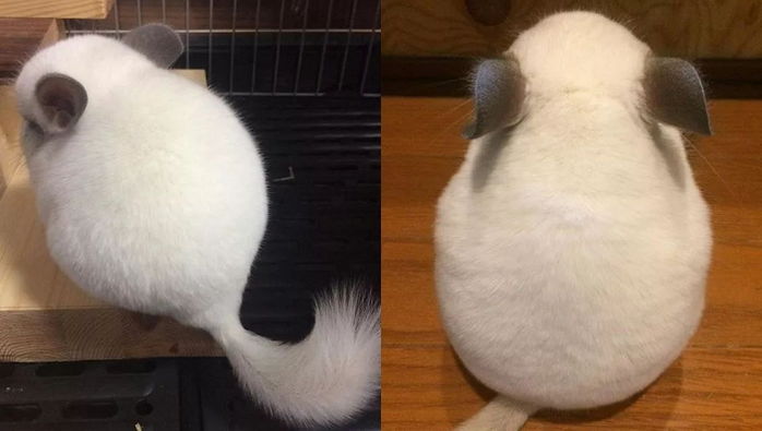 토토로 닮은 치명적인 엉덩이로 매일 주인 심장 폭행하는 ‘친칠라’의 뒤태