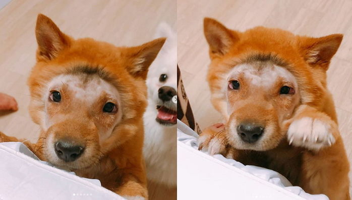 속눈썹이 눈 찔러 매일 눈물 쏟다 ‘쌍꺼풀 수술’ 받고 미모 되찾은 댕댕이